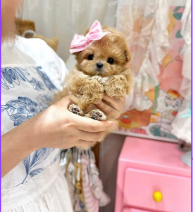 MALTIPOO TEACUP – TINY SIZE, ENDLESS LOVE