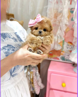 MALTIPOO TEACUP – TINY SIZE, ENDLESS LOVE