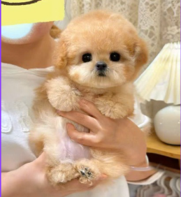 MALTIPOO TEACUP – TINY SIZE, ENDLESS LOVE