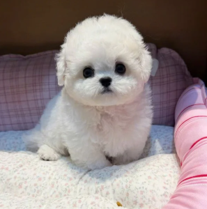 TEACUP BICHON FRISE – A LITTLE CLOUD OF JOY