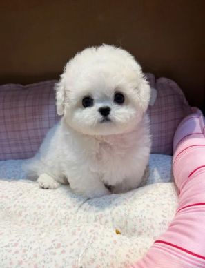 TEACUP BICHON FRISE – A LITTLE CLOUD OF JOY