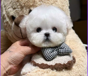 TEACUP BICHON FRISE – A LITTLE CLOUD OF JOY
