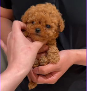 TEACUP POODLE – ELEGANCE IN THE TINIEST FORM