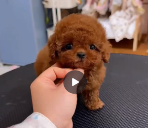 TEACUP POODLE – ELEGANCE IN THE TINIEST FORM