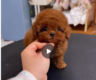 TEACUP POODLE – ELEGANCE IN THE TINIEST FORM