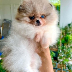 MINI POMERANIAN – A LITTLE BALL OF LUXURY & LOVE