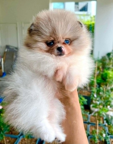 MINI POMERANIAN – A LITTLE BALL OF LUXURY & LOVE