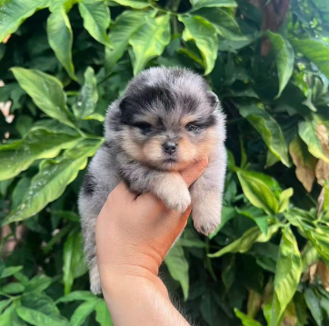 MINI POMERANIAN – A LITTLE BALL OF LUXURY & LOVE