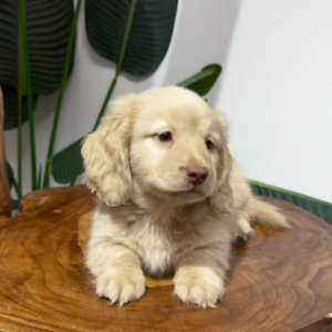 MINI DACHSHUND – SMALL BODY, BIG PERSONALITY