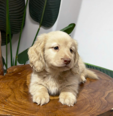 MINI DACHSHUND – SMALL BODY, BIG PERSONALITY