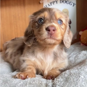 MINI DACHSHUND – SMALL BODY, BIG PERSONALITY