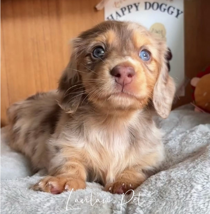 MINI DACHSHUND – SMALL BODY, BIG PERSONALITY