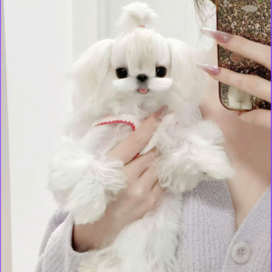 MALTESE – SMALL SIZE, ELEGANT CHARM