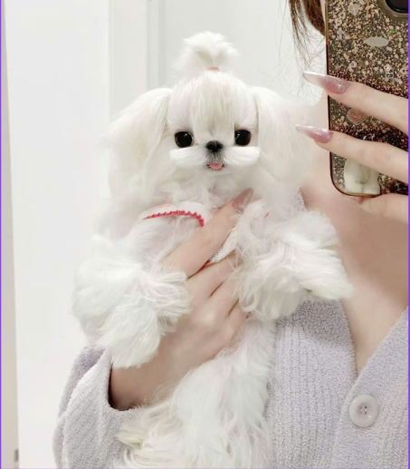 MALTESE – SMALL SIZE, ELEGANT CHARM