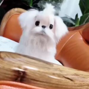 MALTESE – SMALL SIZE, ELEGANT CHARM