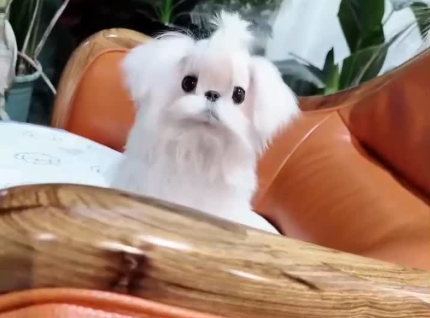 MALTESE – SMALL SIZE, ELEGANT CHARM