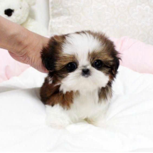 SHIH TZU – SMALL SIZE, ROYAL CHARM