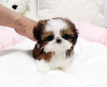 SHIH TZU – SMALL SIZE, ROYAL CHARM