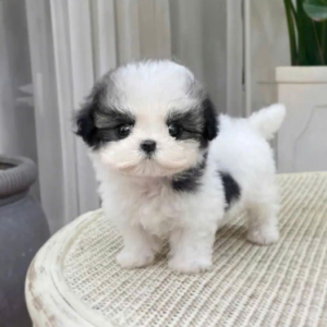 SHIH TZU – SMALL SIZE, ROYAL CHARM