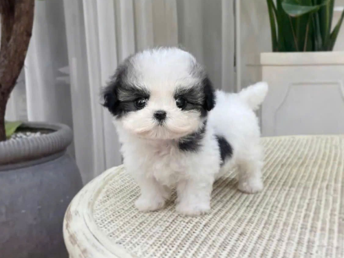 SHIH TZU – SMALL SIZE, ROYAL CHARM