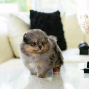 POMSKY – SMALL SIZE, WOLF-LIKE BEAUTY