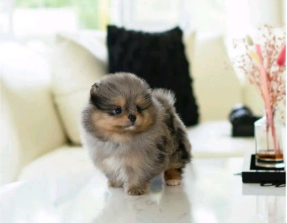 POMSKY – SMALL SIZE, WOLF-LIKE BEAUTY