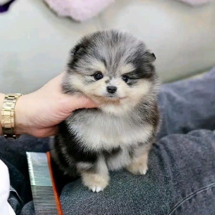POMSKY – SMALL SIZE, WOLF-LIKE BEAUTY